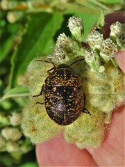 Orsilochides guttata