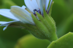 Dimorphotheca fruticosa