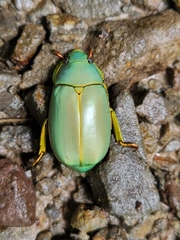 Chrysina