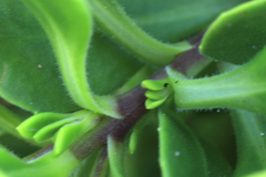 Dimorphotheca fruticosa