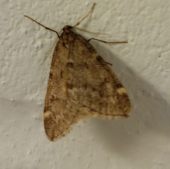 Alsophila pometaria
