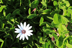 Dimorphotheca fruticosa