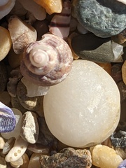 Eurytrochus strangei