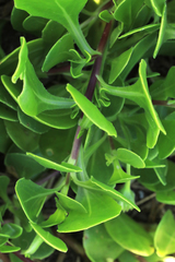 Dimorphotheca fruticosa