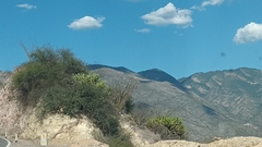 Myrtillocactus geometrizans