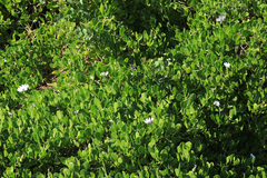 Dimorphotheca fruticosa