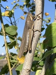 Schistocerca flavofasciata