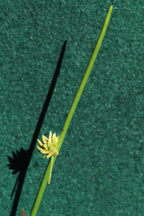 Cyperus laevigatus