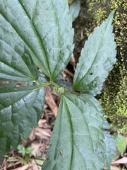 Elatostema cyrtandrifolium