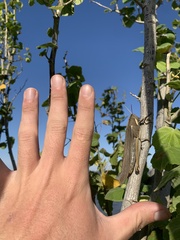 Schistocerca flavofasciata