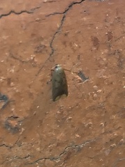 Tachystola acroxantha