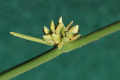 Cyperus laevigatus
