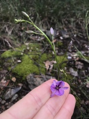 Arthropodium strictum