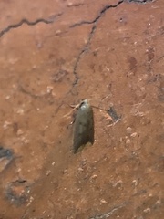 Tachystola acroxantha