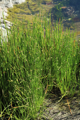 Cyperus laevigatus