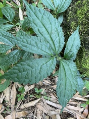 Elatostema cyrtandrifolium