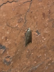 Tachystola acroxantha