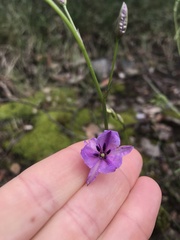 Arthropodium strictum