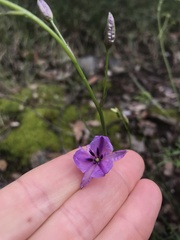 Arthropodium strictum