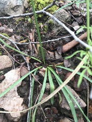 Arthropodium strictum