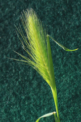 Hordeum murinum