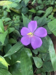 Heterotis rotundifolia
