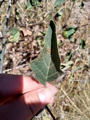 Datura wrightii
