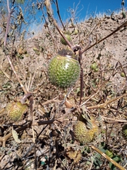 Datura wrightii