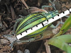 Sciobius