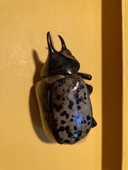 Dynastes hyllus