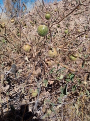 Datura wrightii