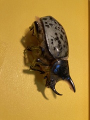 Dynastes hyllus