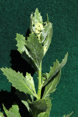 Senecio halimifolius