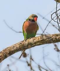 Psittacula alexandri