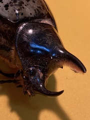Dynastes hyllus