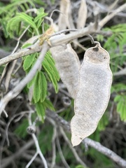Senegalia bonariensis