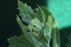 Senecio halimifolius