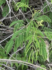 Senegalia bonariensis