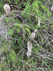 Senegalia bonariensis