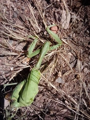 Stagmomantis limbata