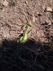 Stagmomantis limbata