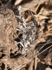 Cyphocleonus achates