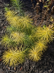 Amsonia hubrichtii