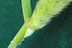 Polypogon monspeliensis