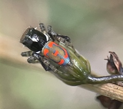 Maratus pavonis