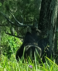 Rusa timorensis