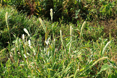 Polypogon monspeliensis