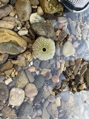 Echinoidea