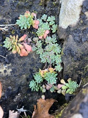 Sedum glaucophyllum