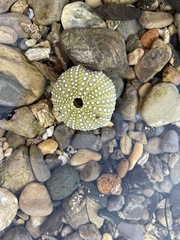 Echinoidea